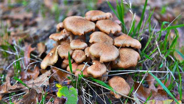 Zehirli mantarın ufacık bir parçası bile öldürebiliyor