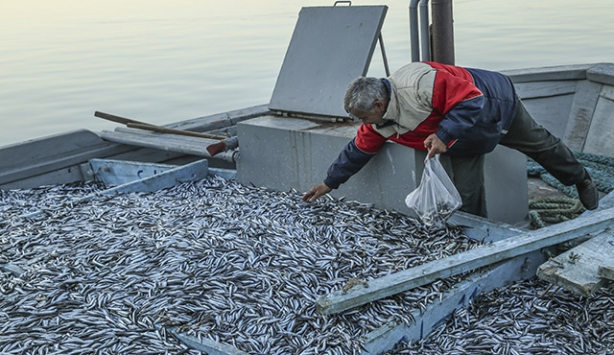 Hamsi bolluğu balıkçıların yüzünü güldürdü