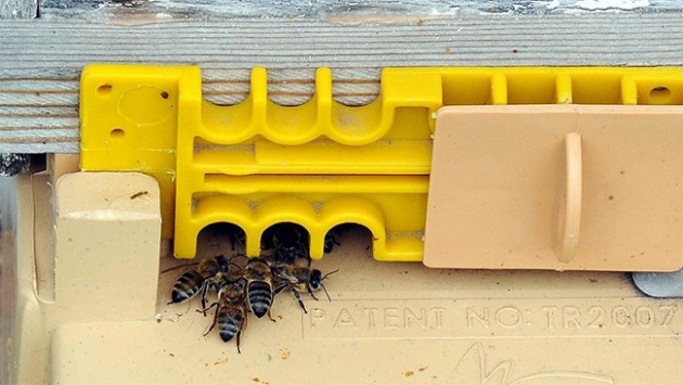 Arı kenesi' yerli ilaçla yok edilecek