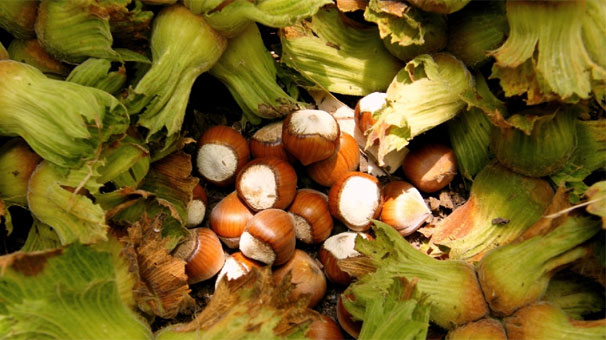 Yılbaşından sonra fındık 20 lira