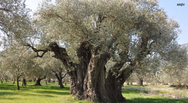 2 bin yıllık zeytin ağaçları yeni yerlerine taşındı