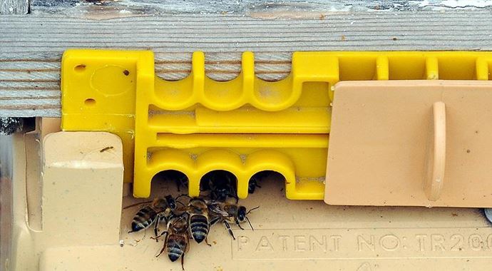 'Arı kenesi'ne karşı yerli ilaç üretilecek