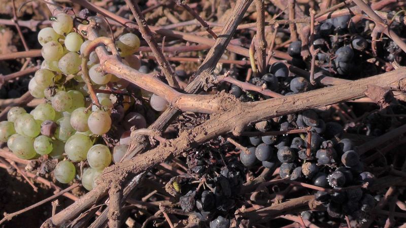 Muş üzümü çürümeye terk edildi