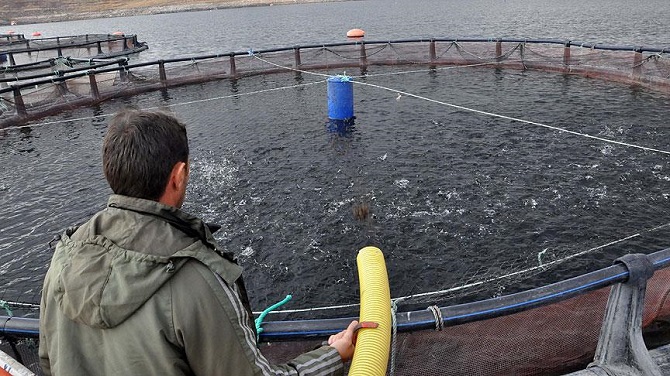 'Kayseri'nin denizi'nden Avrupa sofralarına