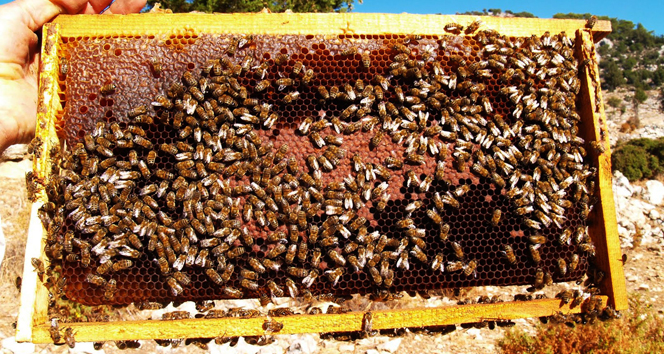 Balda son 20 yılın en iyi hasadı yaşandı