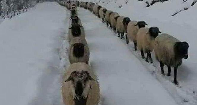 Yayladan göç sürüyor