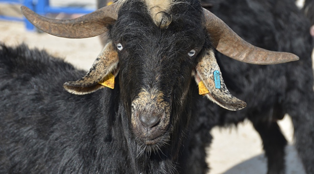 Honamlı keçisi tescil edildi