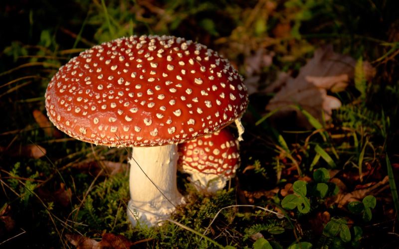 Mantarlar hakkında doğru bilinen yanlışlar