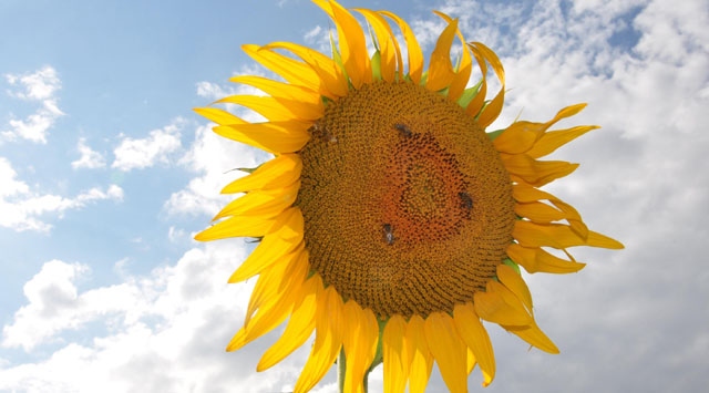 İthalatta gözetim uygulaması