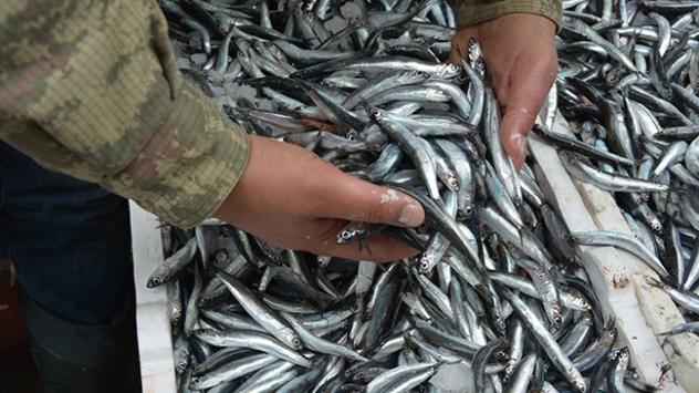 Gürcü hamsisi tezgahlarda yerini aldı
