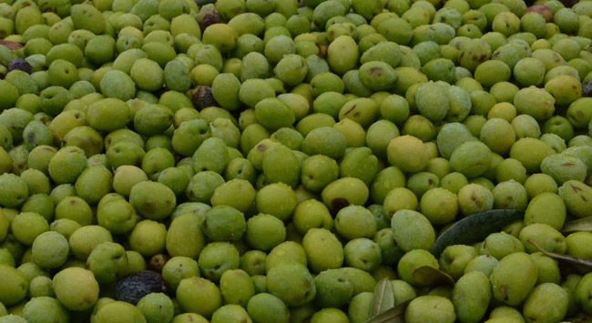Yaklaşık 78 bin ton zeytin bekleniyor