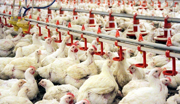 Tavuk etinde 'arsenik' iddiaları yanıt