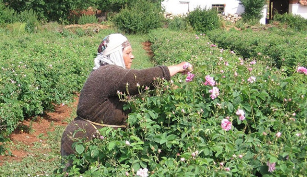 Gül üreticisine fiyat farkı ödenecek