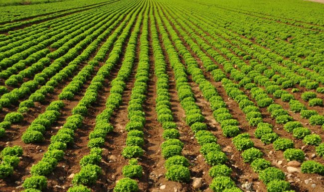 Marul, üreticisini sevindirdi