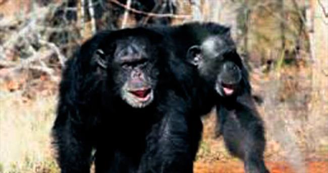 Artık bilimsel deneylerde kullanılmayacak