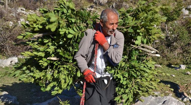 Eskiden keçi yemiydi şimdi geçim kaynağı oldu