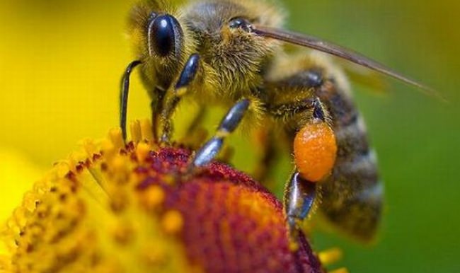 Bilimadamları süper arı peşinde