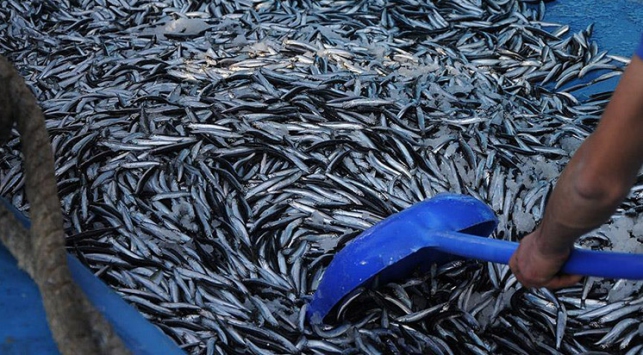 Karadeniz'de balıkçı ağları hamsiyle doldu