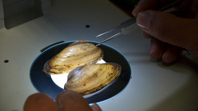 Tatlı su midyeleri yok oluyor