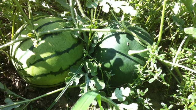 Kışın yem ihtiyacını karpuz karşılayacak​