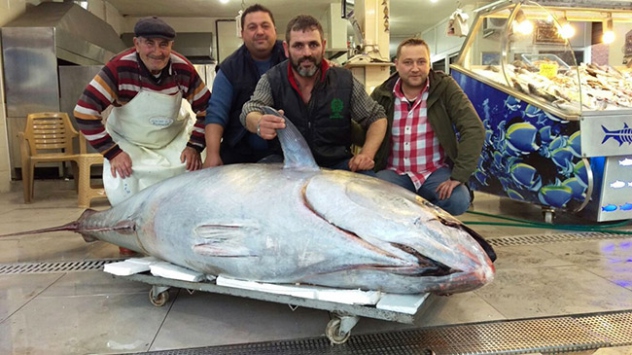 403 Kiloluk dev orkinos balığı yakalandı