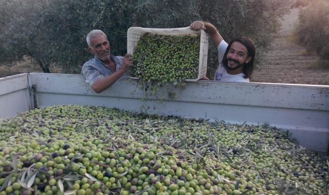 Karaisalı'da zeytin yüzleri güldürdü
