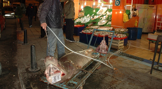 Marmara Denizinde köpek balığı yakalandı