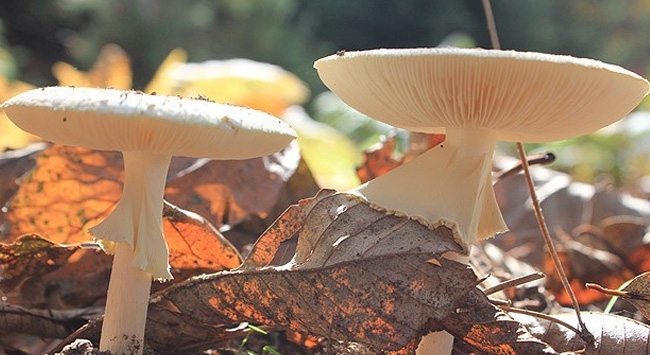 Mantar zehirlenmesinin belirtileri nelerdir?