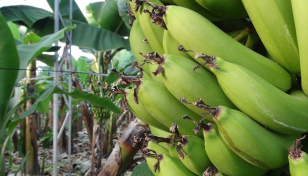 Alanya'da muz üretimi örtü altına girdi