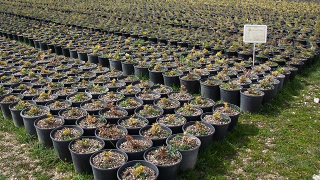 Türkmenistan'a 20 bin fidan