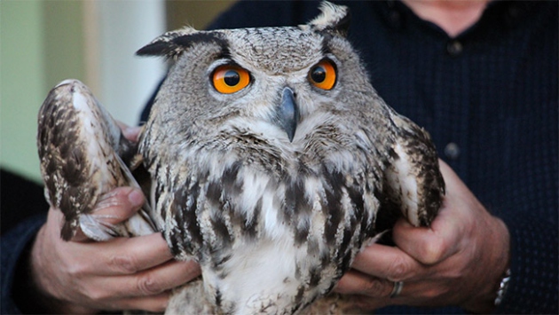 Dev baykuşa vatandaşlar sahip çıktı