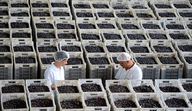 Marmarabirlik'ten üreticilere 48 milyon lira ödeme