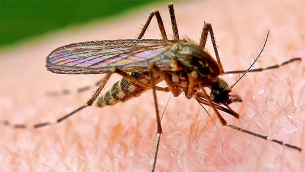 Sivri sineklerin genetik yapısını değiştirdiler