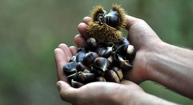 Kestane üreticisinin yüzü güldü