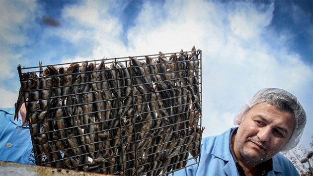 İstanbul'da Hamsi Şöleni