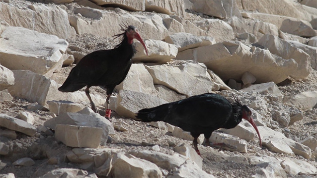 Kelaynaklar uydudan takip edilecek
