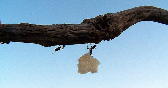 Cumhuriyetçi karıncalar 'canlı' köprüler kuruyor