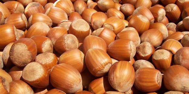 Fındık fiyatlarında yeni dönem