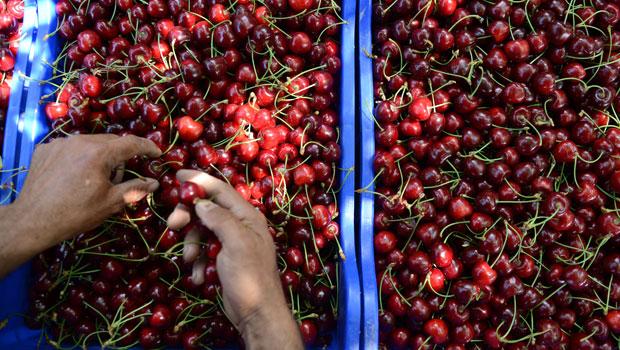 Türkiye, kiraz ihracatında Çin'e açılacak