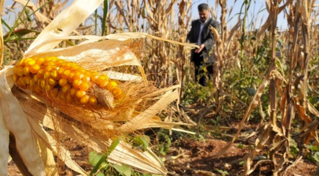 Mısır üreticisini rekolte güldürdü, satış üzdü