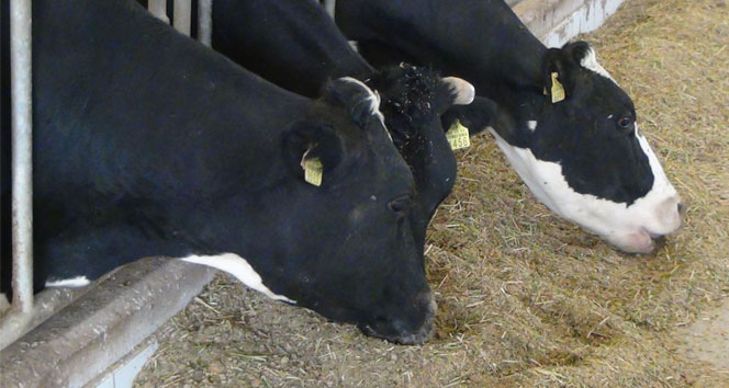 Üreticilere hayvan başına 295 TL destek