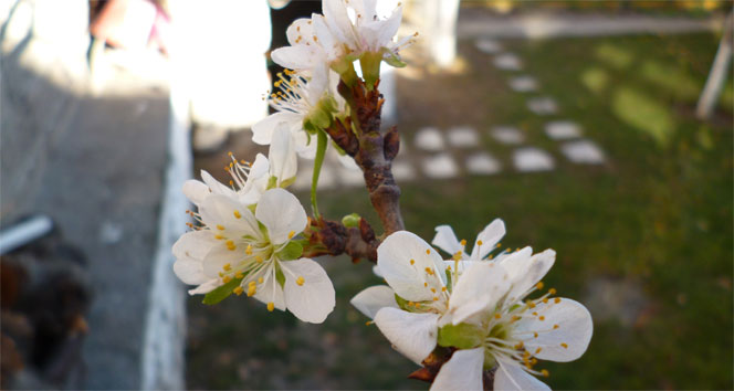 Mevsimi şaşıran erik ağacı çiçek açtı