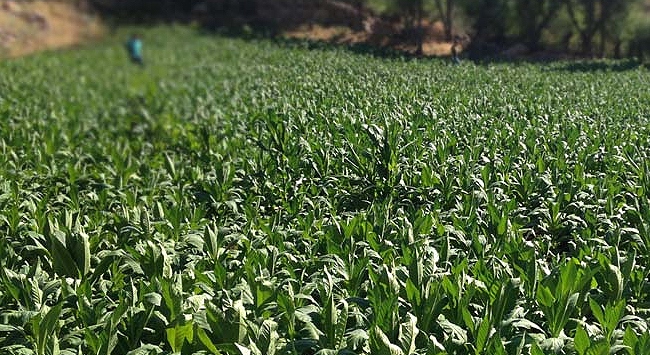 Tütün tohumuna ihraç edilebilecek