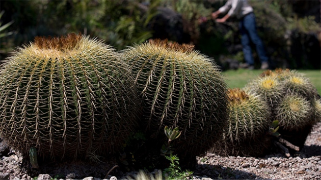 Kaktüsler yok olma tehlikesiyle karşı karşıya