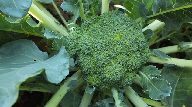 Brokolinin üretimi yüzde 73 arttı