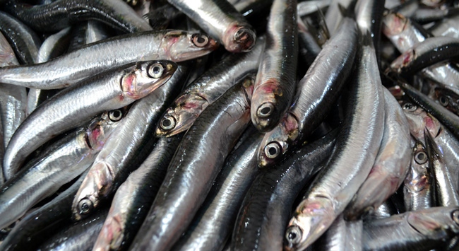 Trabzon'da 42 ton hamsiye el konuldu