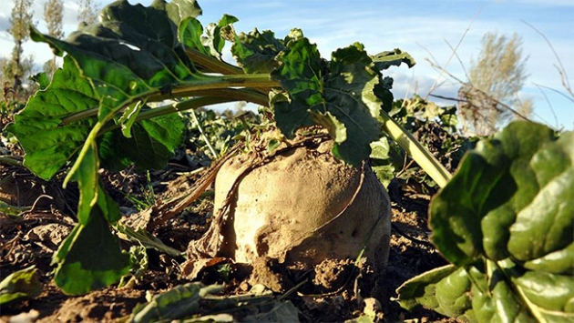 Pancarın şeker olma serüveni