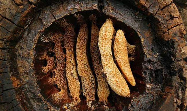 Bal arılarının sırrı çözüldü! İlk bal peteği...