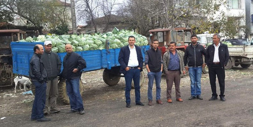 Lahanadaki hastalık rekolteyi etkiledi