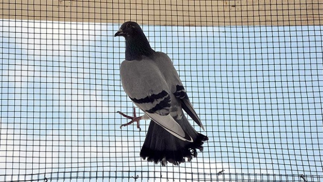 Yön bulma ustası 'posta güvercinleri'